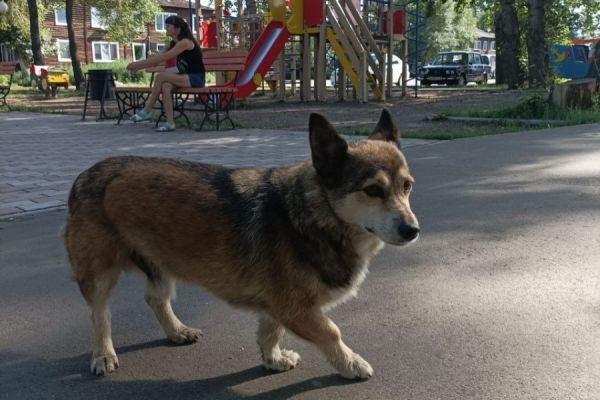 В Хакасии дефицит профессиональных отловщиков собак