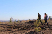 Сосновый бор на месте свалки скоро появится в черте столицы Хакасии