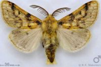РГО: более 200 уникальных видов бабочек обнаружили исследователи в Хакасии и Красноярском крае