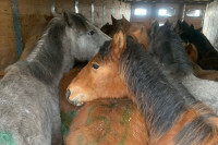 Хакасские лошади отправились в автопутешествие до Казахстана