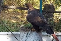 Птицу, различающую цвета, показали сотрудники зоопарка в Абакане