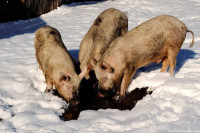 Очаг чумы свиней выявили в Курагинском районе