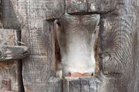 Карантин в Хакасии из-за опасной болезни скота еще не снят: сколько животных уничтожено и сколько денег выплачено?