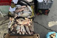 В Хакасии выявили точки, где торговали речной рыбой без документов